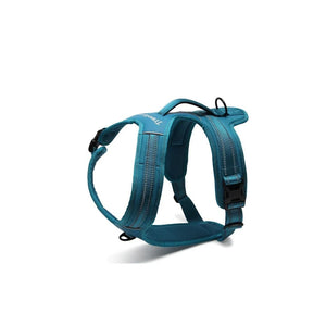 Nachtspaziergang Hund