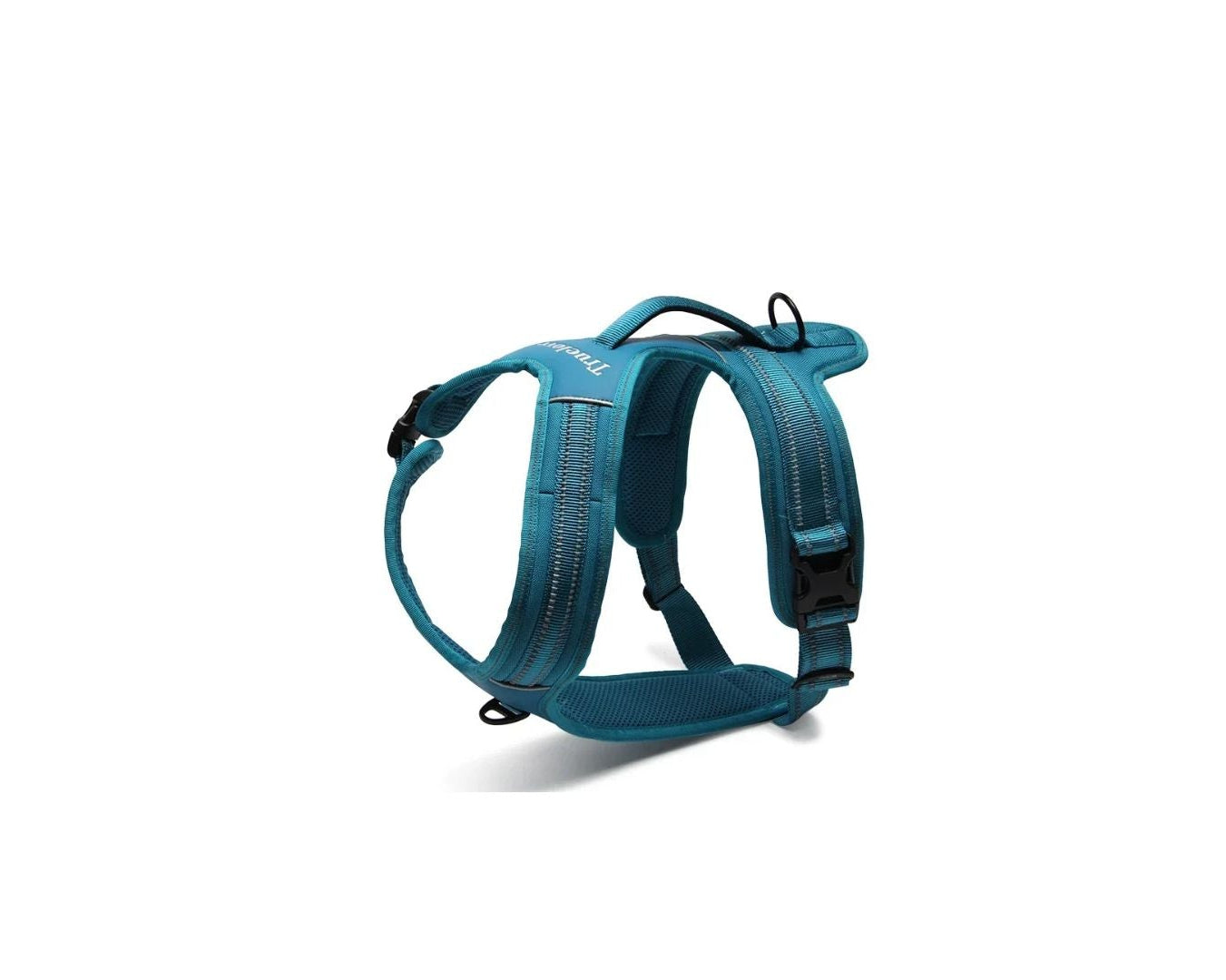 Nachtspaziergang Hund