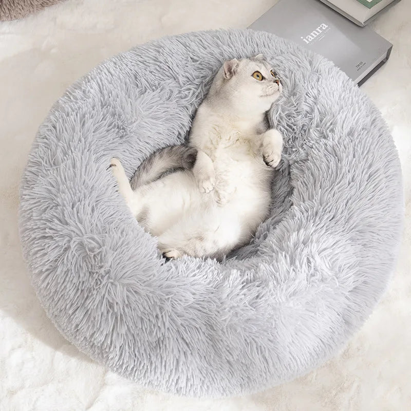 Safe Dream