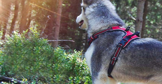 Hunde-Leine-Sicher