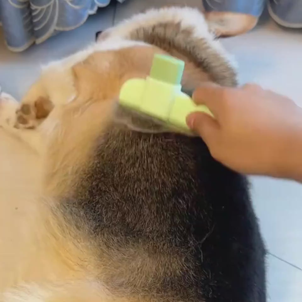 Hunde-bürste-kaufen